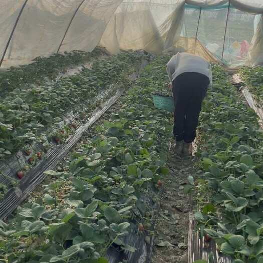 长丰县红颜草莓