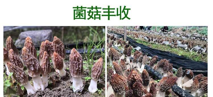 羊肚菌營(yíng)養(yǎng)液菌菇益生寶羊肚蘑催菇生長(zhǎng)素生物菌肥菌菇營(yíng)養(yǎng)液