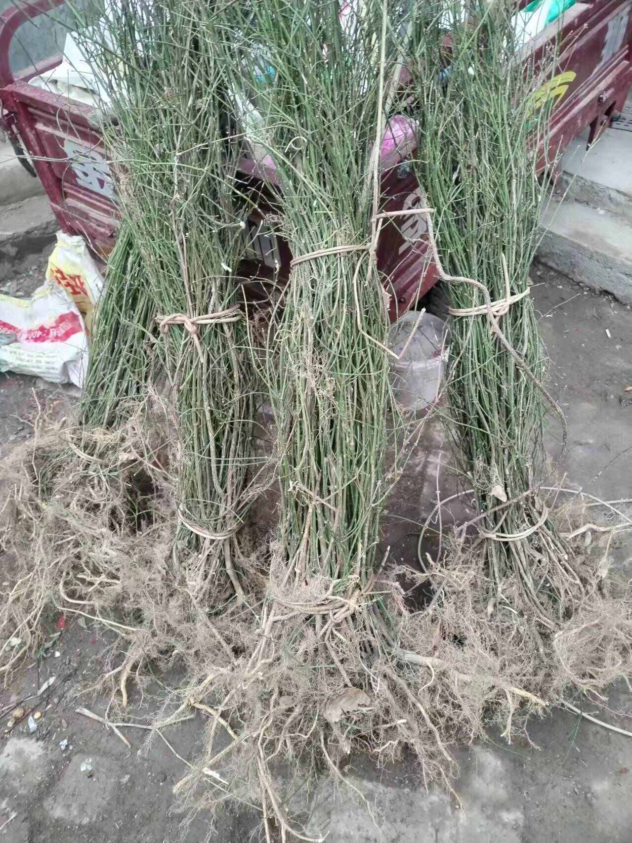 1000棵起卫矛鬼箭羽庭院阳台观叶植物园林绿化工程苗鬼见愁树