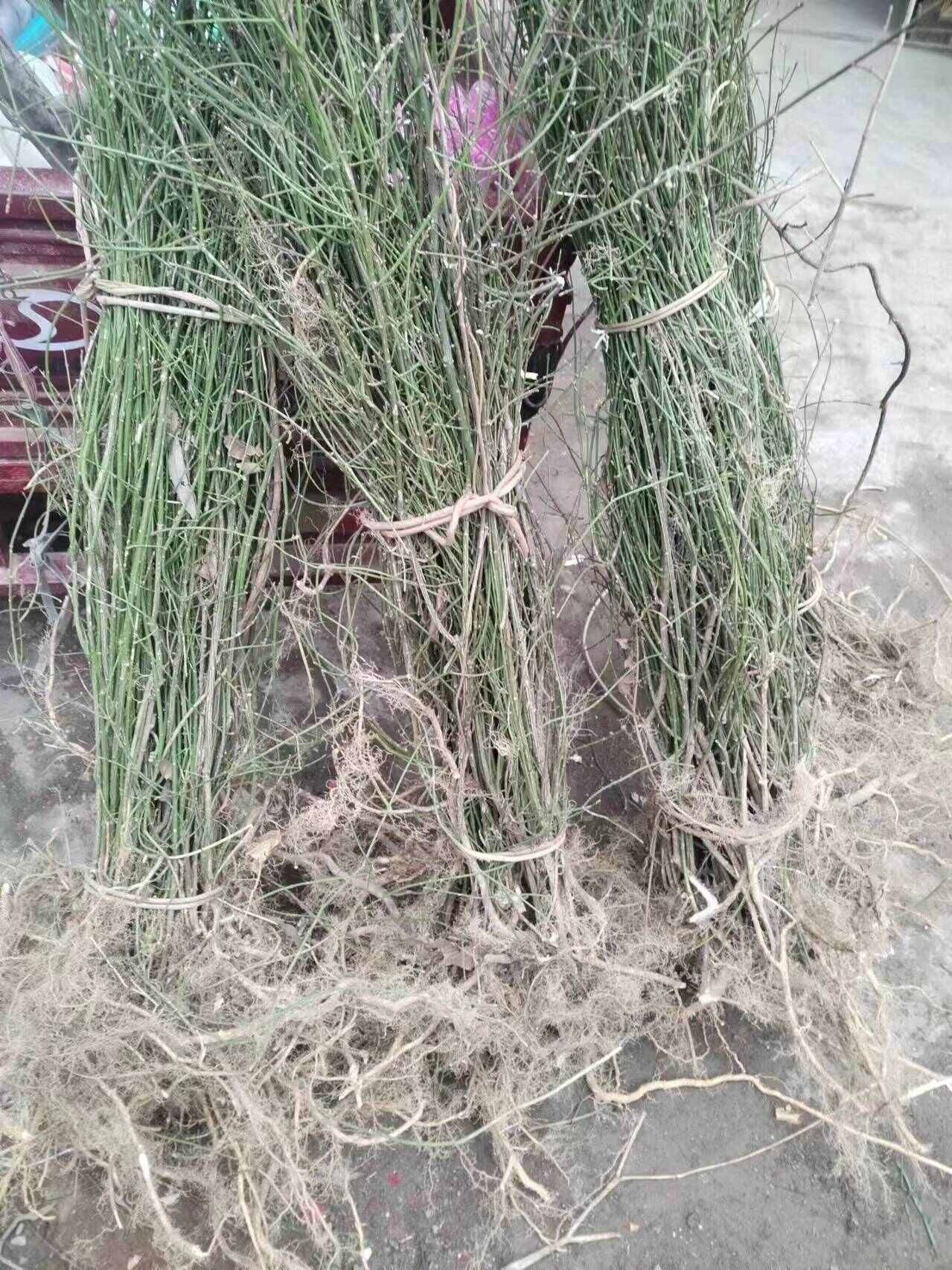 1000棵起卫矛鬼箭羽庭院阳台观叶植物园林绿化工程苗鬼见愁树