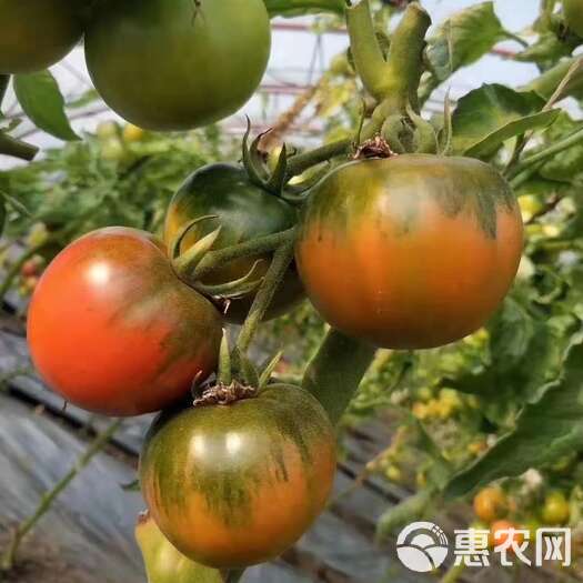 草莓柿子草莓番茄山东基地大量现货支持社团市场批量供货质优价廉
