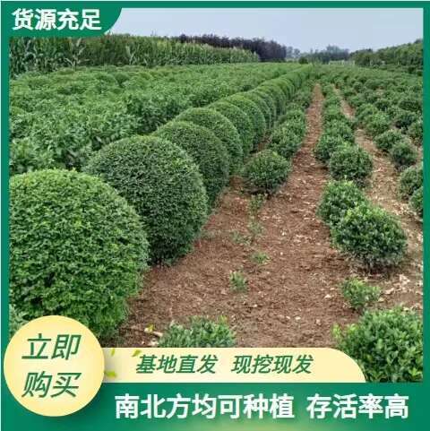 陕西小叶女贞造型种植基地-西安小叶女贞造型最新供应