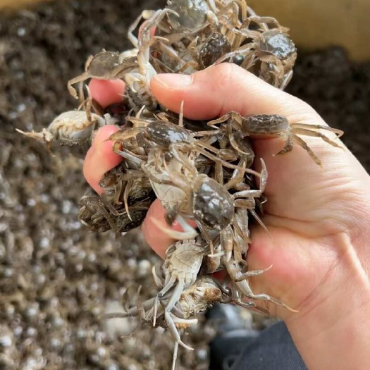 盘山县油炸小螃蟹大闸蟹苗盘锦河蟹苗扣蟹苗小螃蟹饵料迷你小螃蟹
