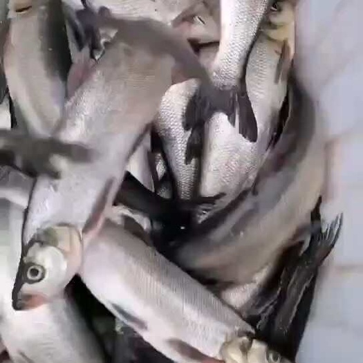 永修县江西庐山西海有/机鱼，翘嘴鲌鱼白鱼，2/3/4规格，鲜活冰鲜