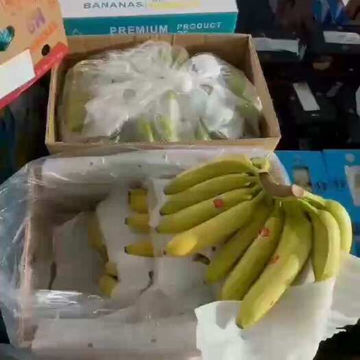 上海常年供应精品二黄蕉，可发全国