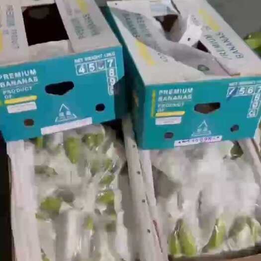 上海精品二级青蕉，可发全国