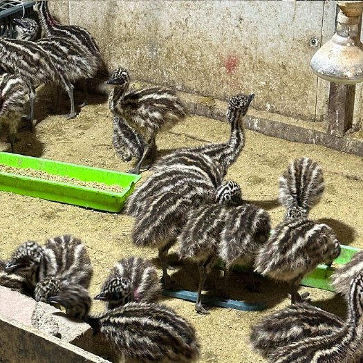 梁山县农家生态养殖鸵鸟鸸鹋 成活率高 饲养简单适应能力强