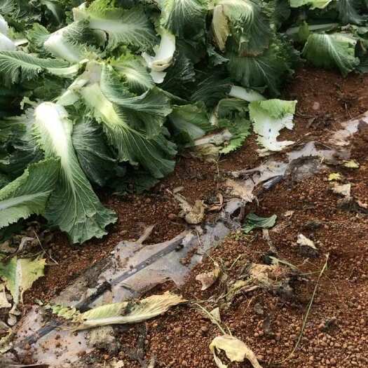 长沙包尖白菜