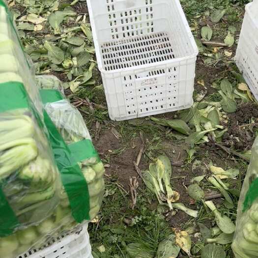 什邡市小白菜