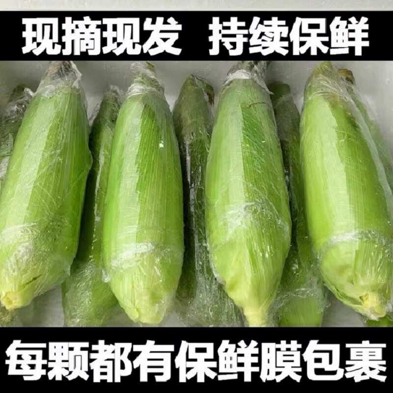 【水果玉米】现摘现发产地直发支持各大平台一件代发