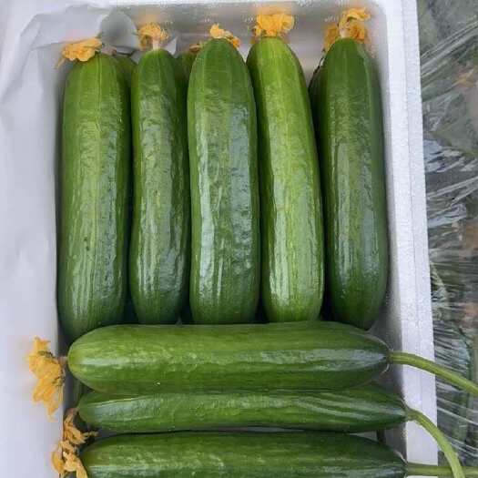 平度市当天现摘水果小黄瓜