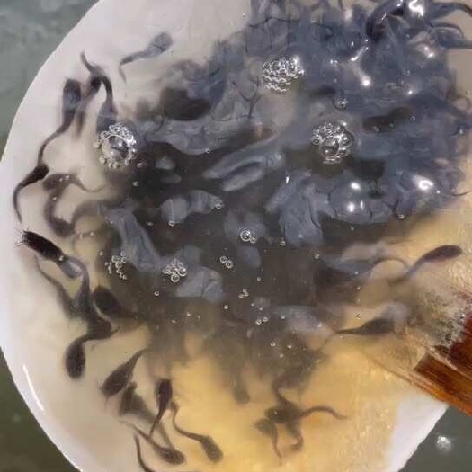 南靖县埃及塘鲺鱼苗大量现货