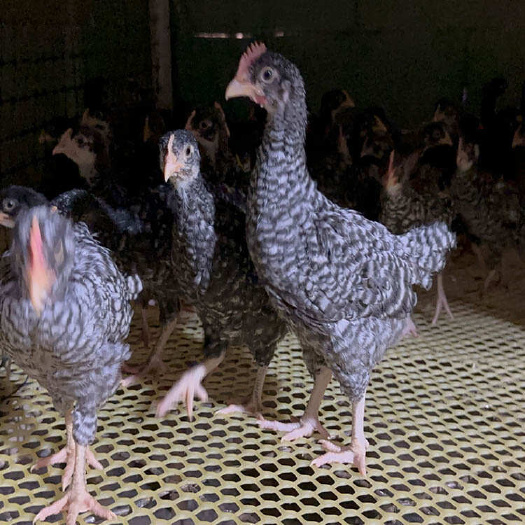 汶上县农家育肥8两芦花鸡苗 个体的大 高产母鸡 疫苗齐全好饲养