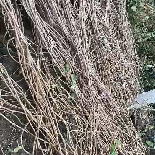 沈阳龙城二号软枣猕猴桃