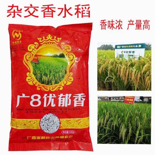 常德优质香米稻谷种子 广8优郁香 杂交水稻种子 长粒香米稻种