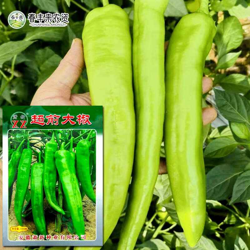 萧新超前大椒早熟辣椒种子青椒牛角椒