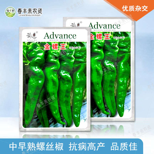 临沂前进金螺王中早熟螺丝椒种子辣味农口感基地种植
