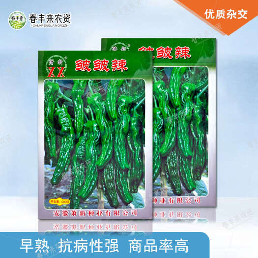 临沂萧新 皱皱辣小皱皮辣椒种子亮黑绿色大果型 辣味香浓蔬菜种子