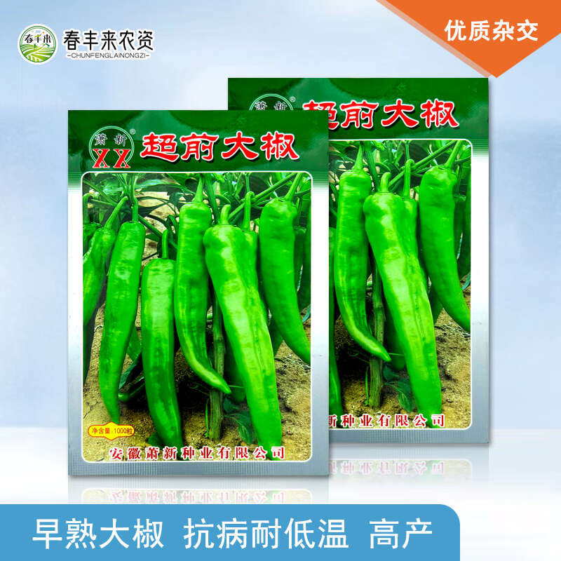 萧新超前大椒早熟辣椒种子青椒牛角椒