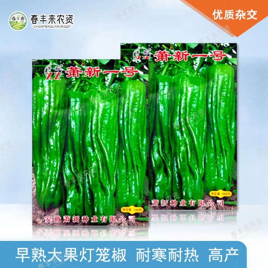 临沂萧新一号萧新1号薄皮椒灯笼型大果皱皮翠绿色萧新辣椒种子