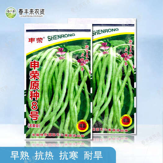 申荣原种8号无架豆种子高产早熟粒大条粗优势强