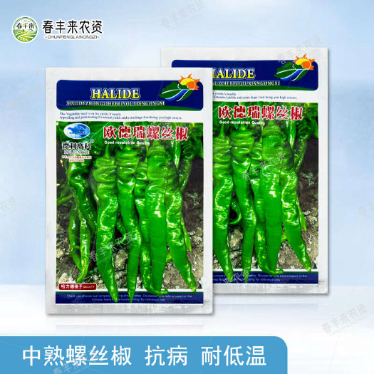 临沂欧德瑞螺丝椒种子中熟皱皮椒耐低温抗病辣味浓品质佳口感好