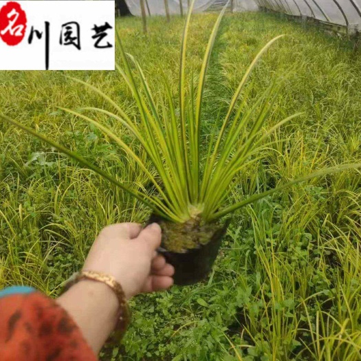 优质金叶菖蒲苗圃直销 水体湿地绿化 规格齐全 量大优惠