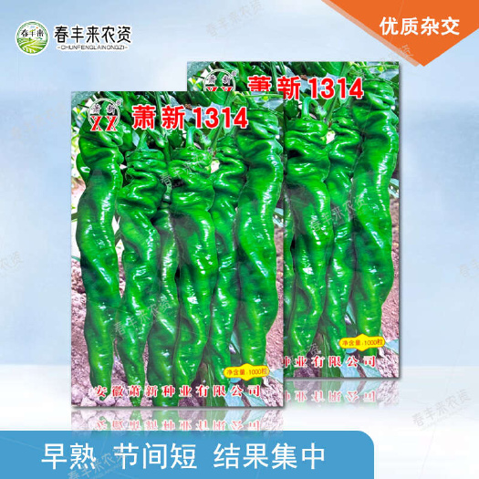 临沂萧新1314辣椒种子螺丝椒种子早熟辣味香浓顺直薄皮质脆香辣座
