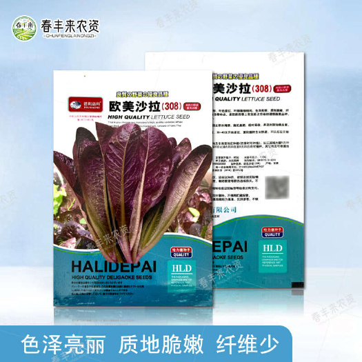 紫孔雀菜种子欧美沙拉包心生菜种籽四季种植高钙营养养颜蔬菜种籽