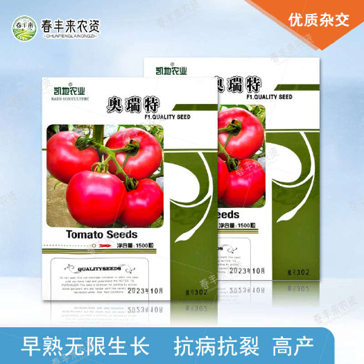 凯地农业奥瑞特早熟无限生长类型番茄种子欧洲引进品种