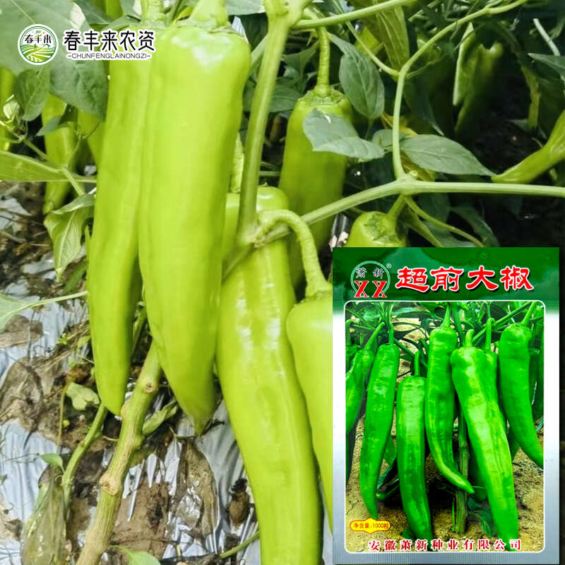 萧新超前大椒早熟辣椒种子青椒牛角椒