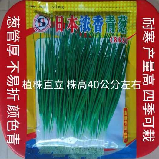 广州日本浓香青葱种子250克四季小香葱分葱种籽直立性强不易软尾耐