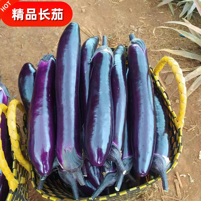 紫長茄 長茄子 湛江 現(xiàn)摘現(xiàn)發(fā)【市場精品】【不做一次性生意】