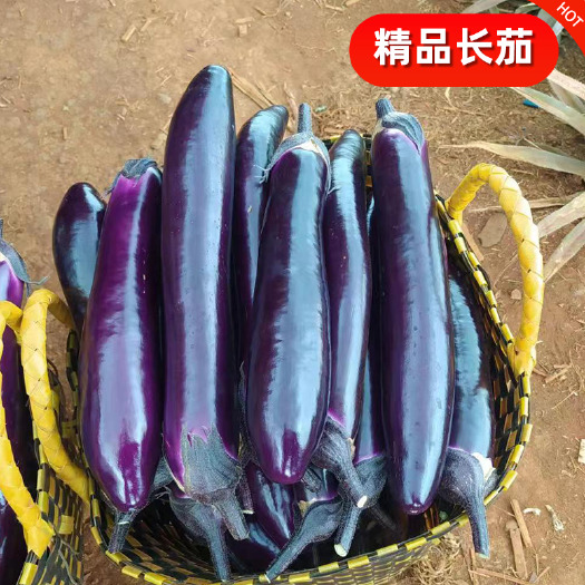 徐闻县紫长茄 长茄子 湛江 现摘现发【市场精品】【不做一次性生意】