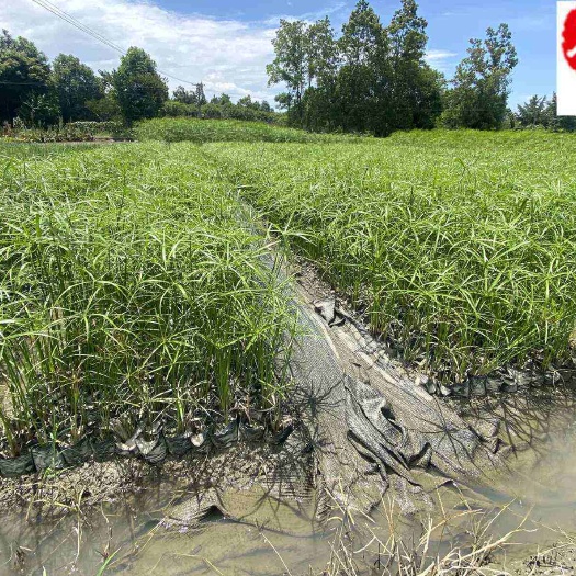 成都旱伞草种植基地直销 成都水生植物批发 水体湿地公园绿化