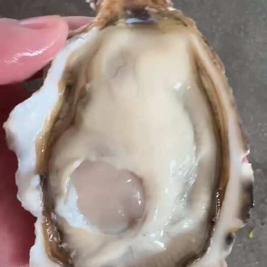 乳山市山东乳山牡蛎养殖厂家冷链直销鲜肥