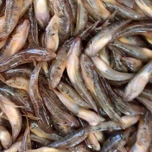 小黄鱼