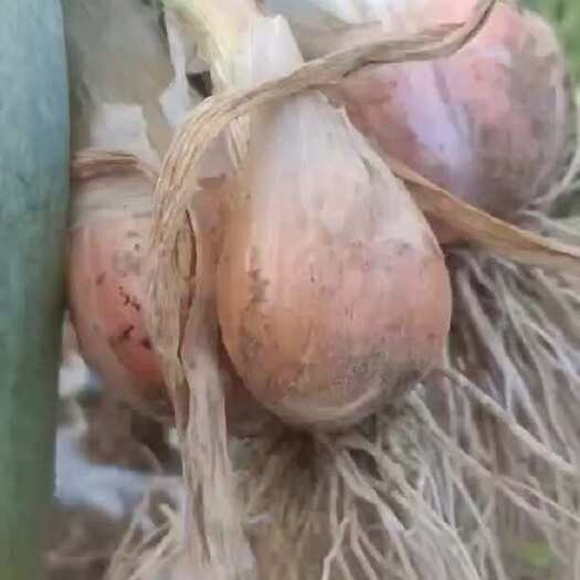 泸西县白铁杆葱头