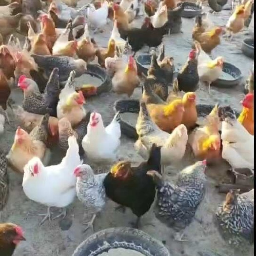 全程放养模式