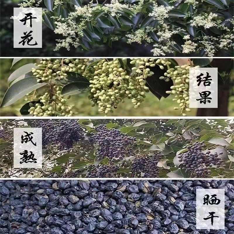 医院药店饮片生精子药典女贞无硫无糖无盐中药