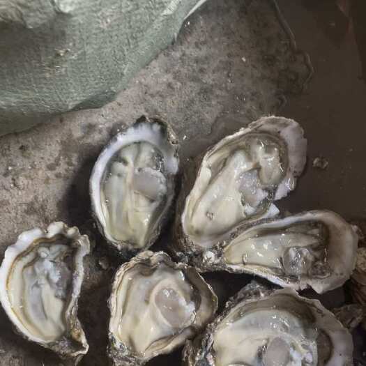 海阳市生蚝一手货源通货，1—4挂56，可洗，可泥货