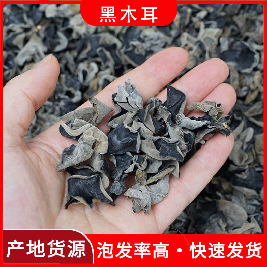【产地货源】东北特产秋木耳500g袋批发量大价优黑木耳