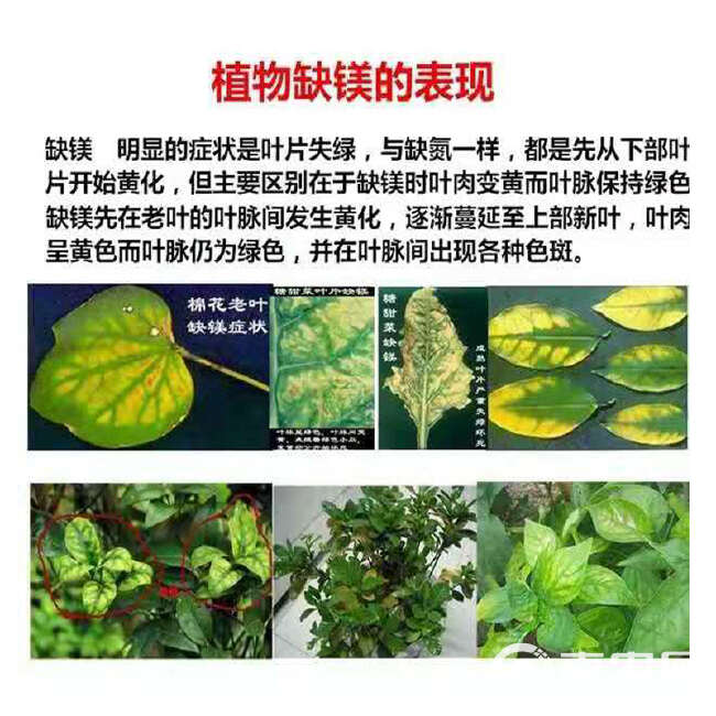 硫氮钙镁肥中量元素全水溶镁肥 花生蓝硫钙镁