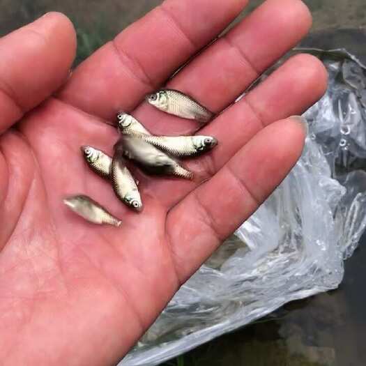 佛山鲫鱼苗八朝上大量现货