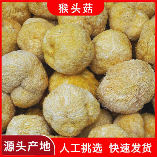 【产地货源】古田候头菇500g干货批发散装新鲜猴头菇批发