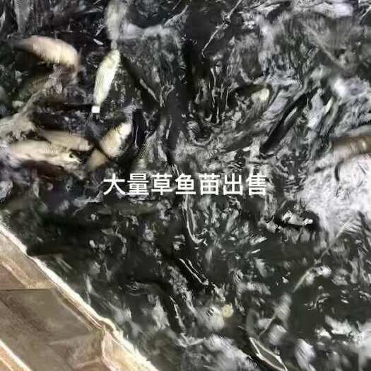 佛山草鱼苗14-17公分
