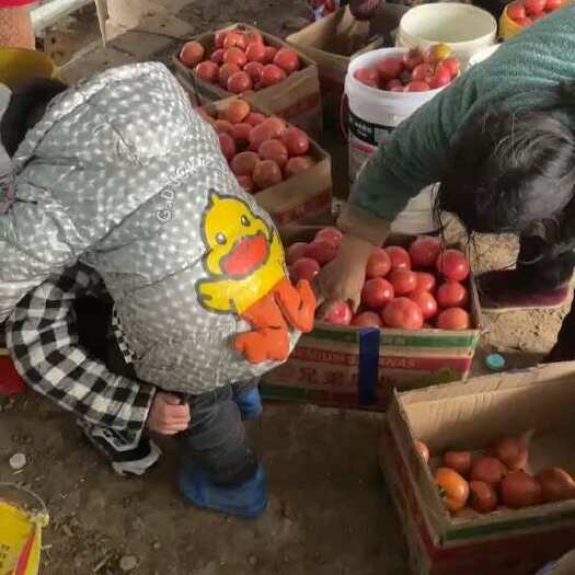泗县普罗旺斯西红柿