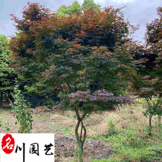 成都供应精品中国红枫 四川红枫苗木基地自产自销 保质保量