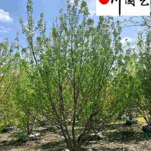 成都元宝枫苗木基地直销 树形优美 规格齐全 8-25公分右有货