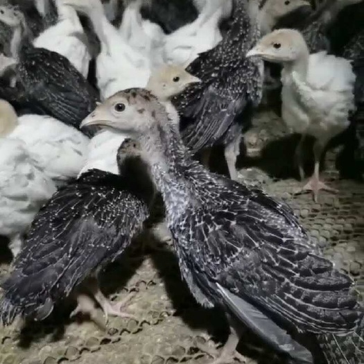 周宁县火鸡苗  青铜火鸡苗